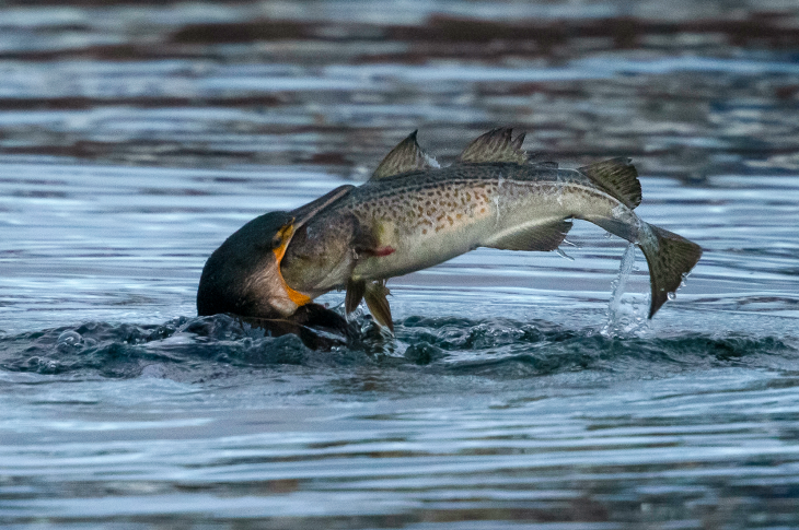 Bilden visar en dramatisk scen i vattnet. En stor fågel, en skarv, har fångat en torsk. Torsken är betydligt större än fågeln och kämpar för att bli fri. Fågeln har sin näbb fast i torsken och håller ett fast grepp