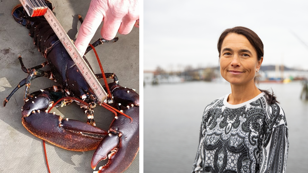 Bilden är ett montage. den vänstra halvan visar en hummer som mäts med tumstock. den högra halvan visar en kvinna i 50-årsåldern. hon stpr med ansiktet riktat mot kameran och ler. i bakgrunden syns vatten och hamnmiljö.
